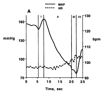 Fig. 2. Heart rate (dashed line) and mean arterial pressure (solid line) responses to a 15-s Valsalva maneuver at an expiratory pressure of 30 mm Hg in the IDDM patient (Panel A) and in 8 subjects with normal baroreflex function (Panel B). Data from Panel B were modified from Luster et al. (15).